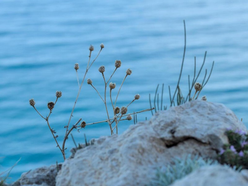 Centaurea panormitana photo 6