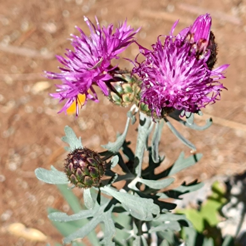 Centaurea panormitana photo 7