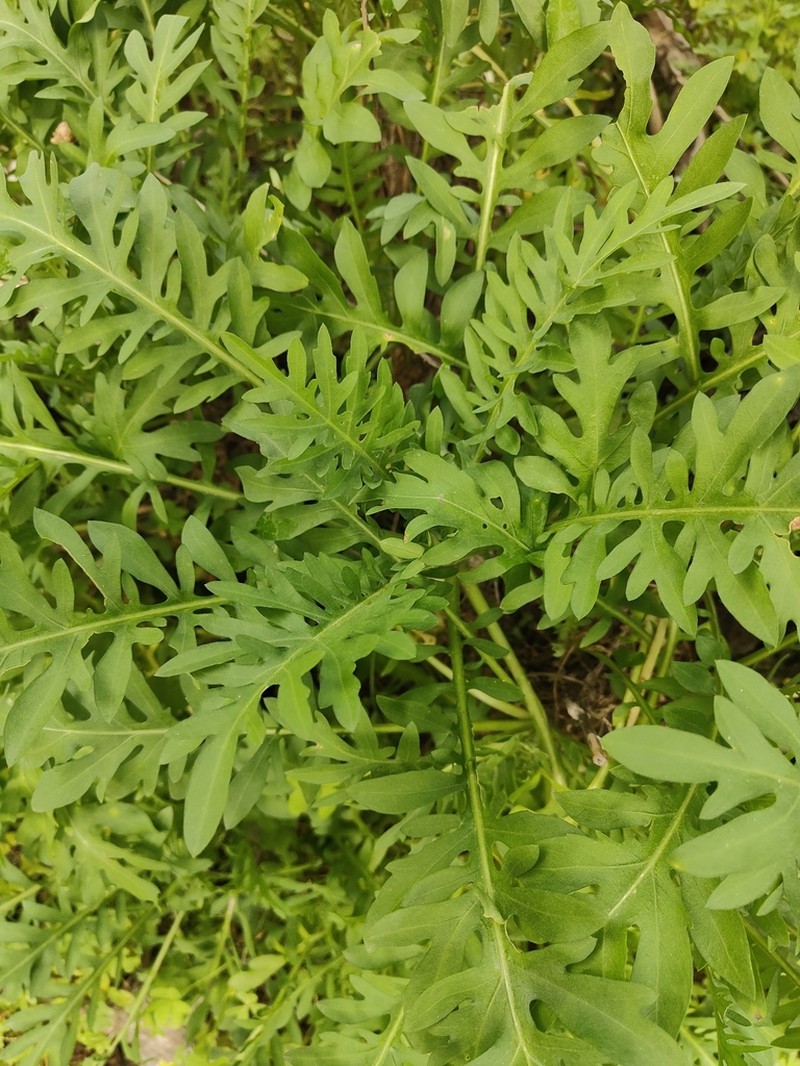Centaurea panormitana photo 8