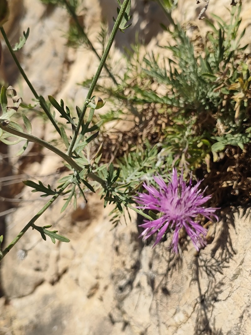 Centaurea panormitana subsp. todaroi