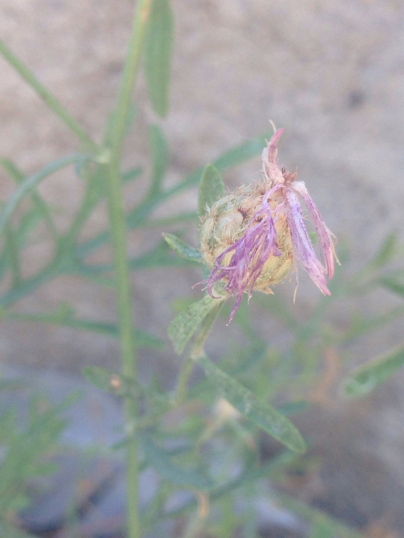 Centaurea panormitana subsp. todaroi photo 2