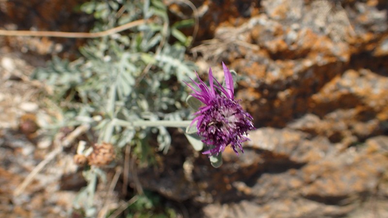 Centaurea panormitana subsp. ucriae