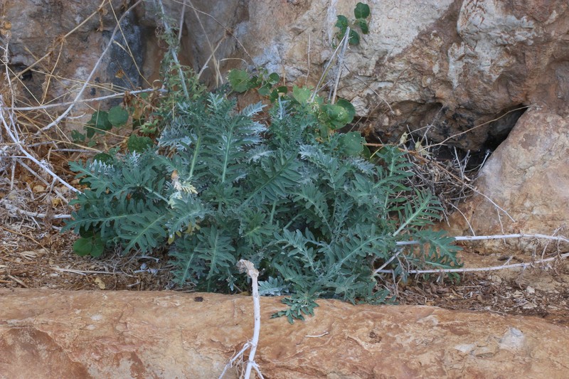 Centaurea panormitana subsp. ucriae photo 2