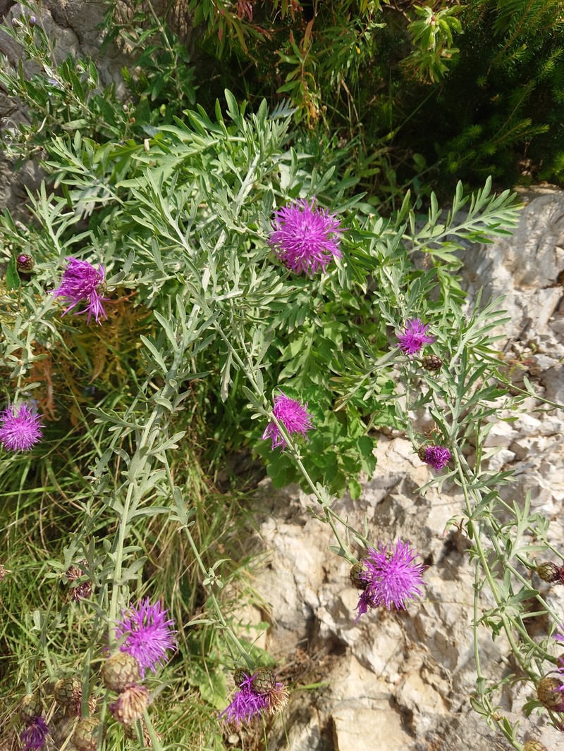Centaurea panormitana subsp. ucriae photo 3