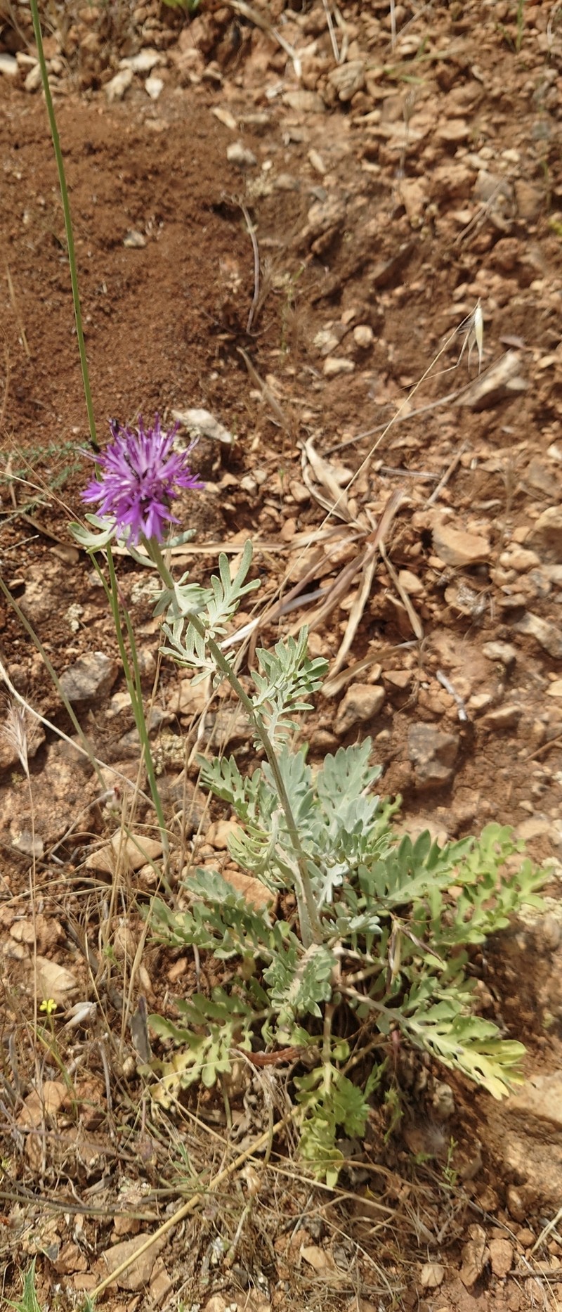 Centaurea panormitana subsp. ucriae photo 4