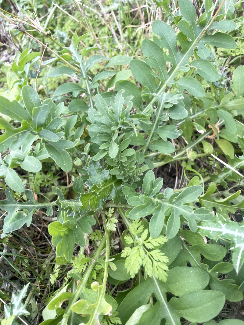 Centaurea panormitana subsp. umbrosa