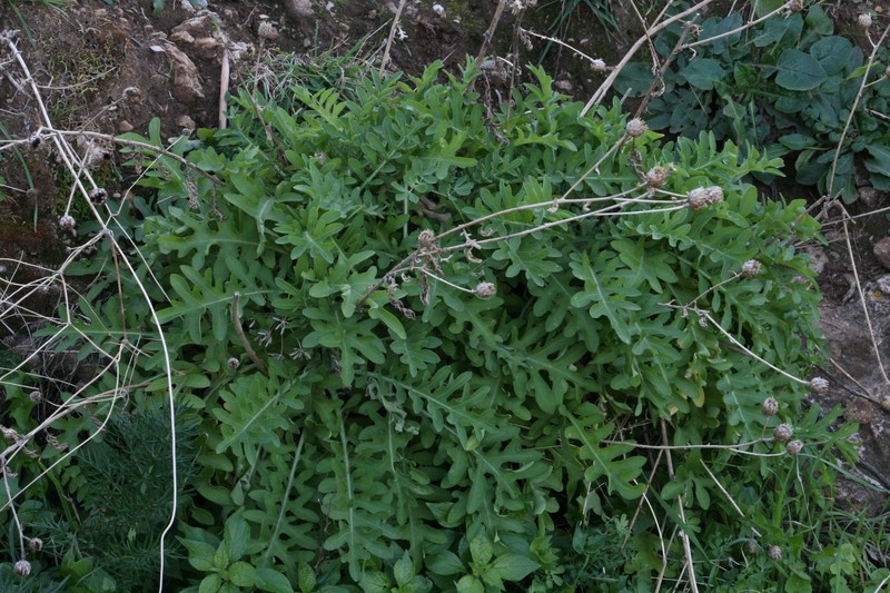 Centaurea panormitana subsp. umbrosa photo 2