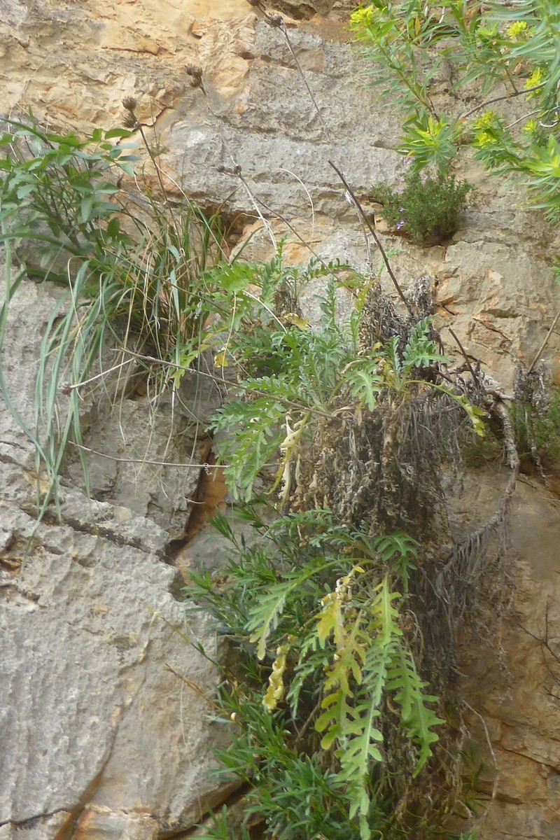 Centaurea panormitana subsp. umbrosa photo 3