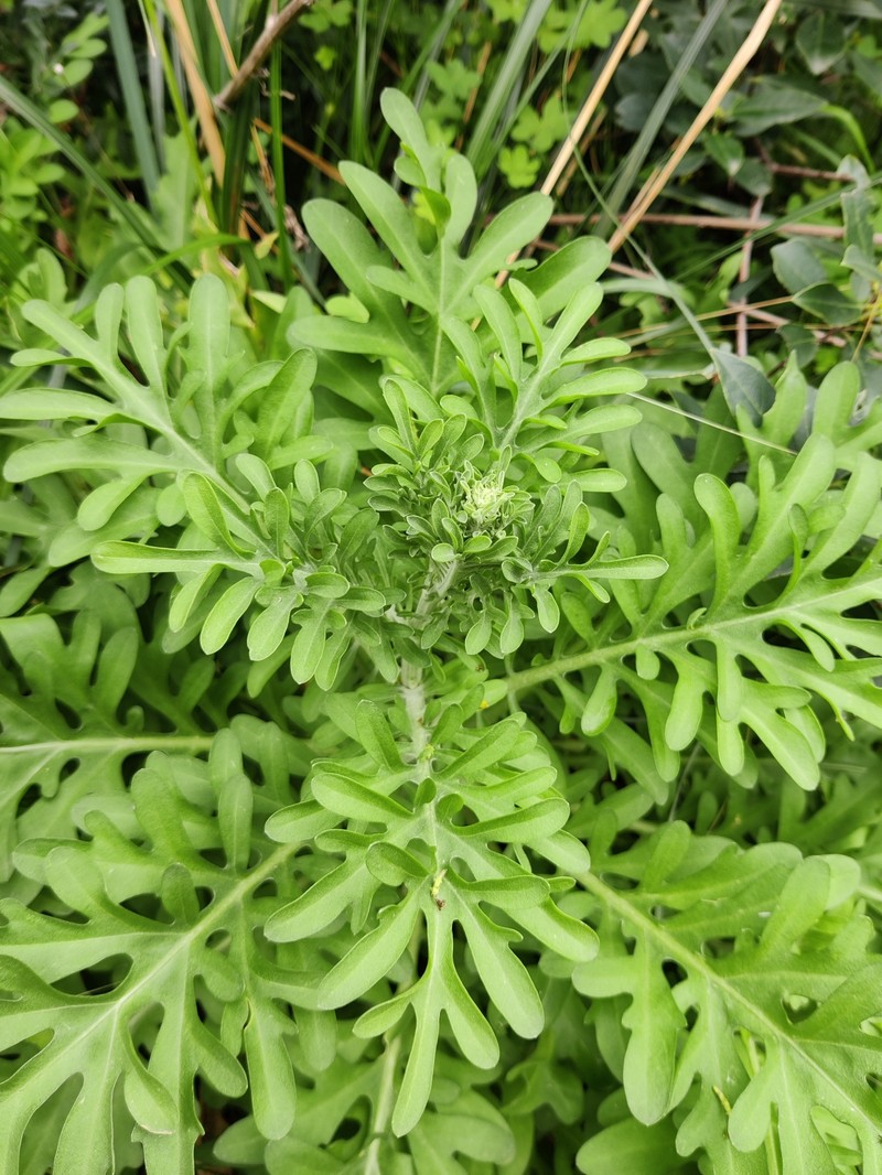 Centaurea panormitana subsp. umbrosa photo 4