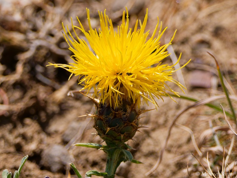 Centaurea paphlagonica photo 2