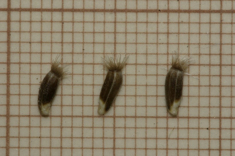 Centaurea papposa photo 2