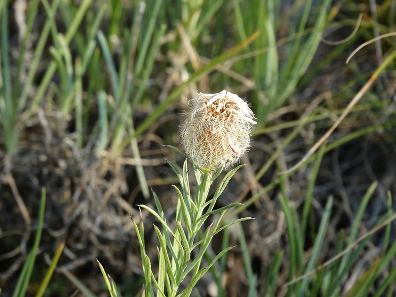 Centaurea parilica