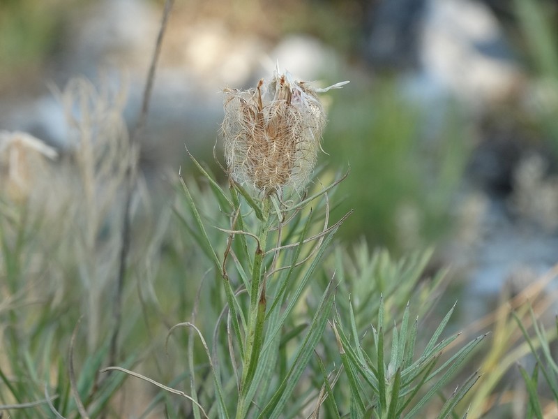 Centaurea parilica photo 2