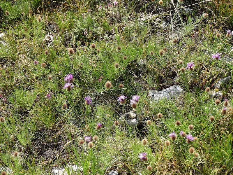 Centaurea parilica photo 3