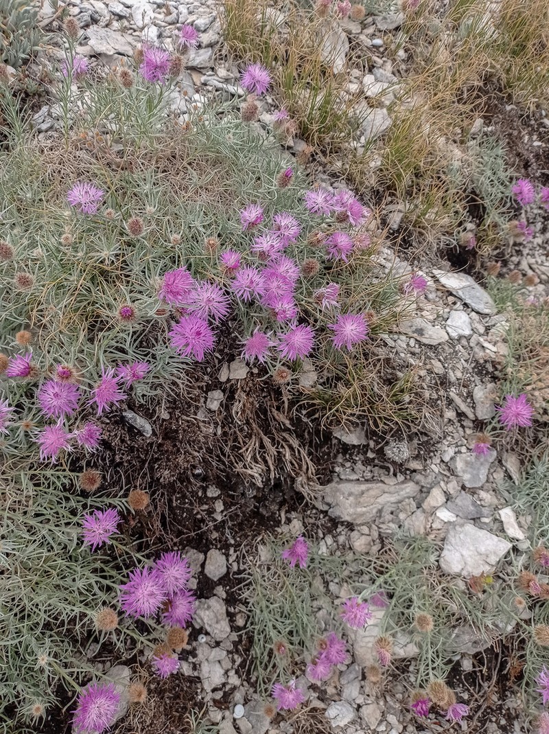Centaurea parilica photo 4