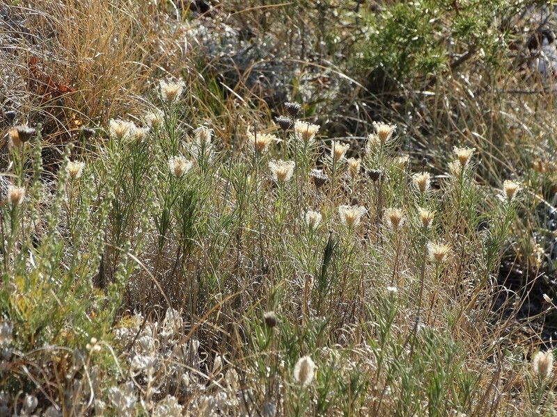 Centaurea parilica photo 5