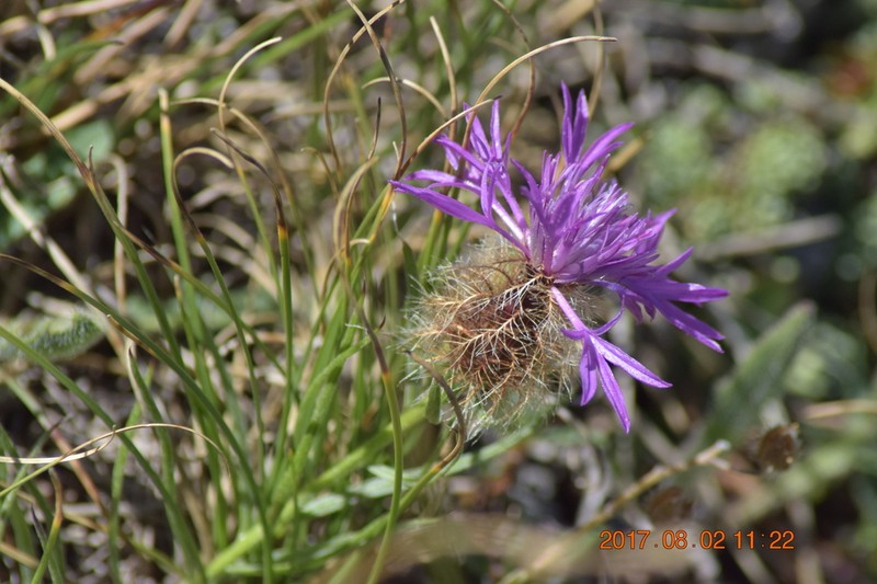 Centaurea parilica photo 6