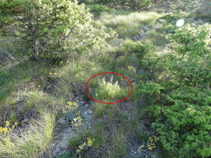 Centaurea parilica photo 7