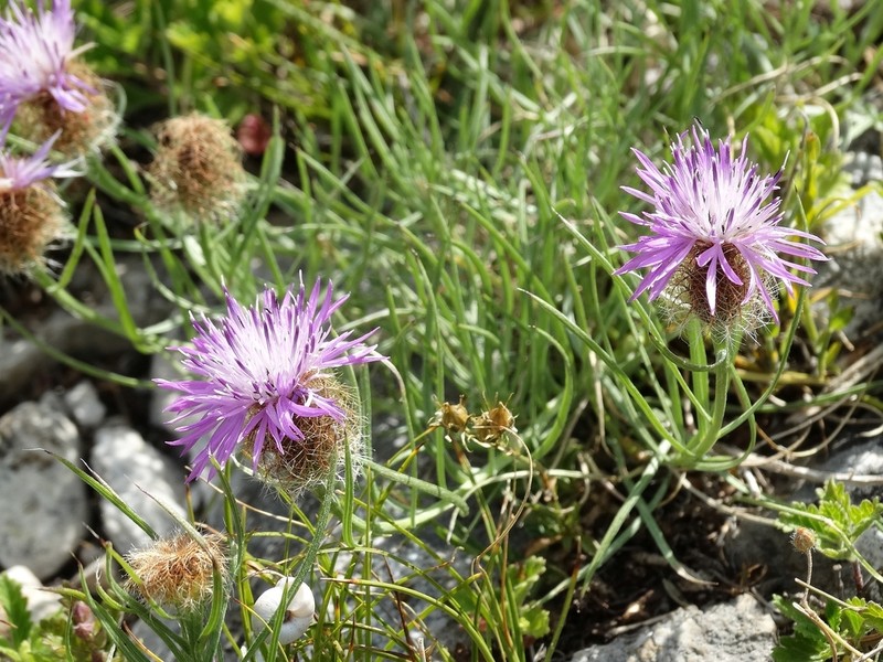 Centaurea parilica photo 8