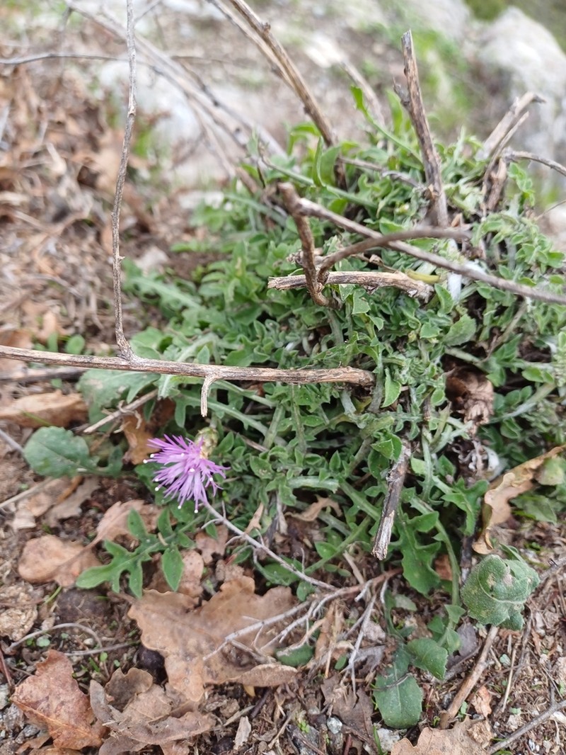 Centaurea parlatoris photo 3