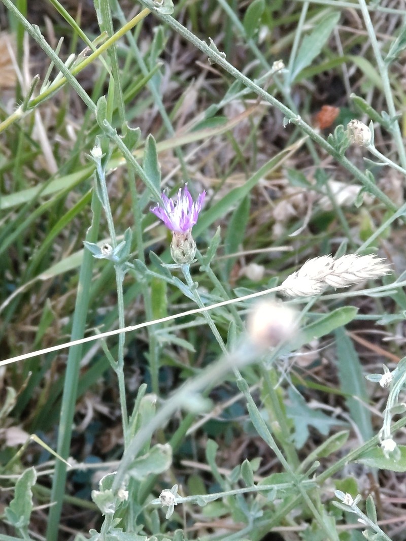Centaurea parlatoris photo 5