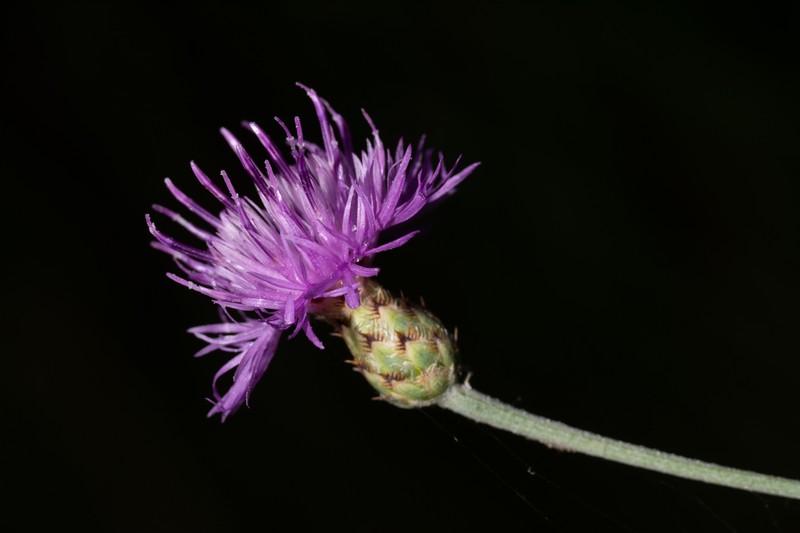 Centaurea parlatoris photo 6