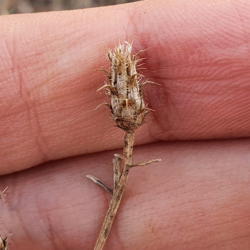 Centaurea parviflora