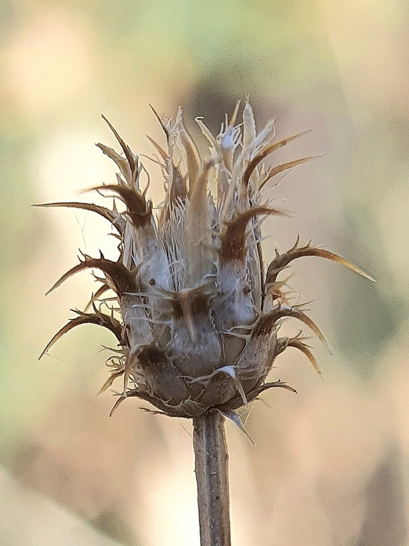 Centaurea parviflora photo 2