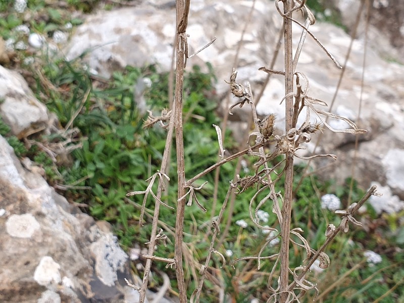 Centaurea parviflora photo 3