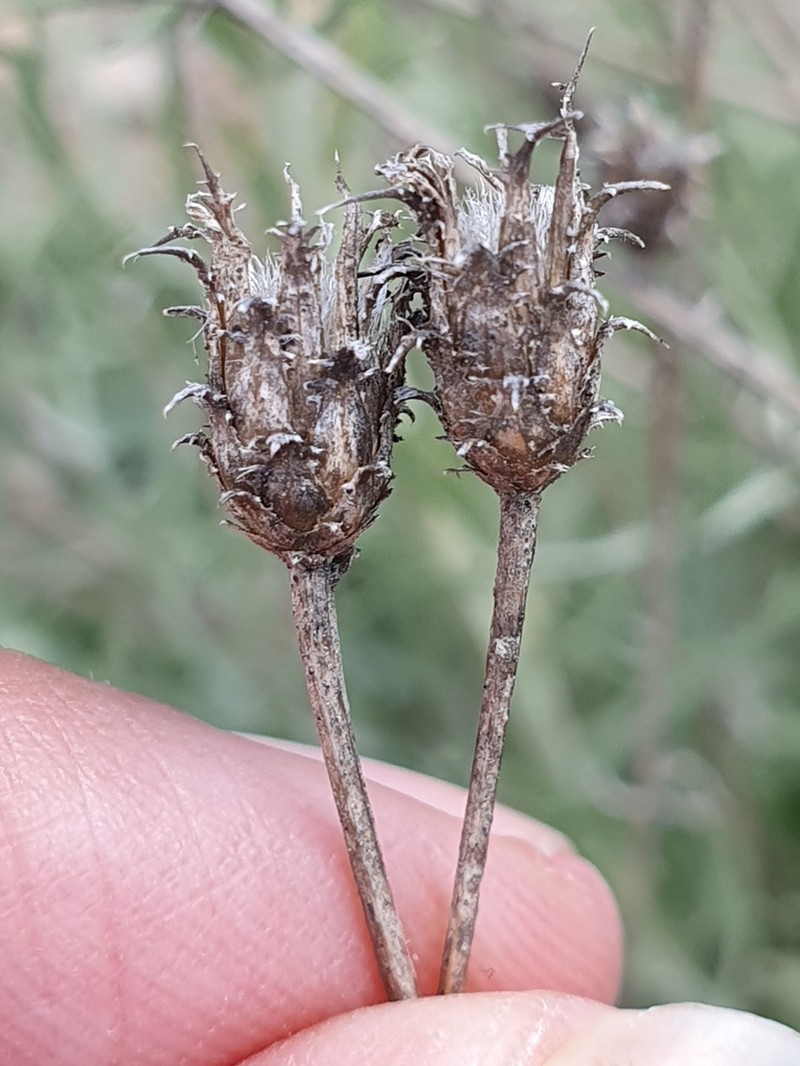 Centaurea parviflora photo 4