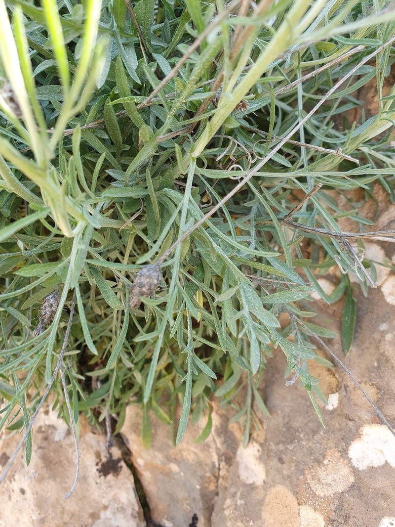 Centaurea parviflora photo 5