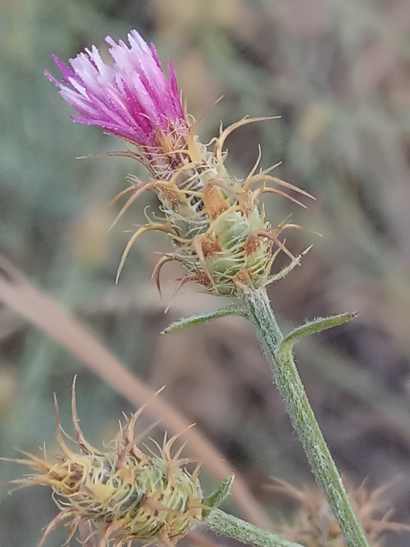 Centaurea parviflora photo 6