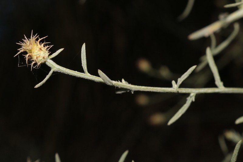 Centaurea parviflora photo 7