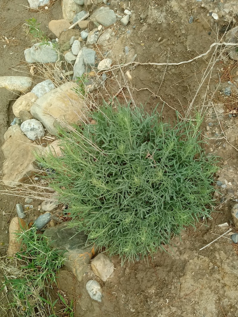 Centaurea parviflora photo 8