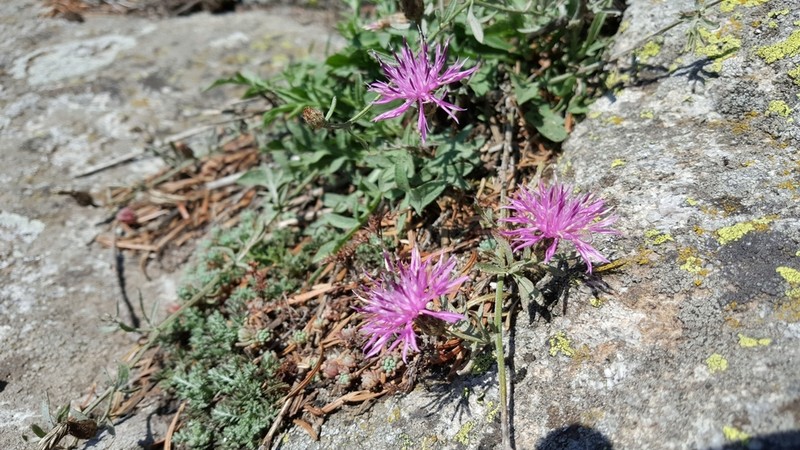 Centaurea patula photo 2