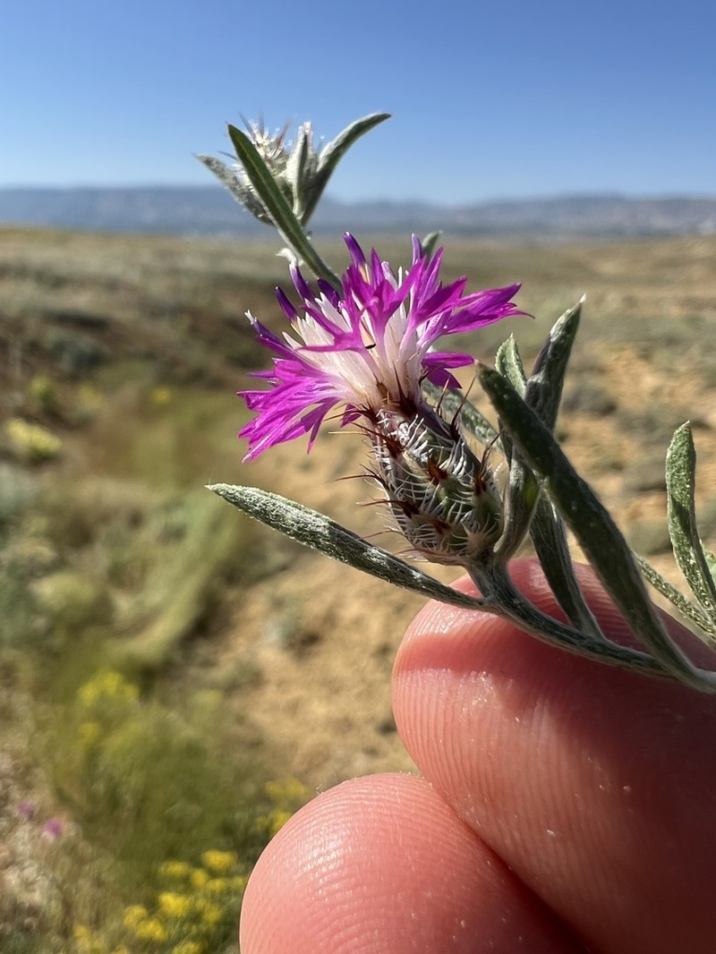 Centaurea patula photo 3