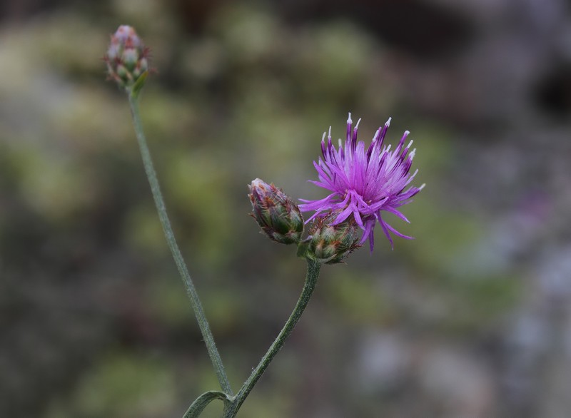 Centaurea patula photo 4