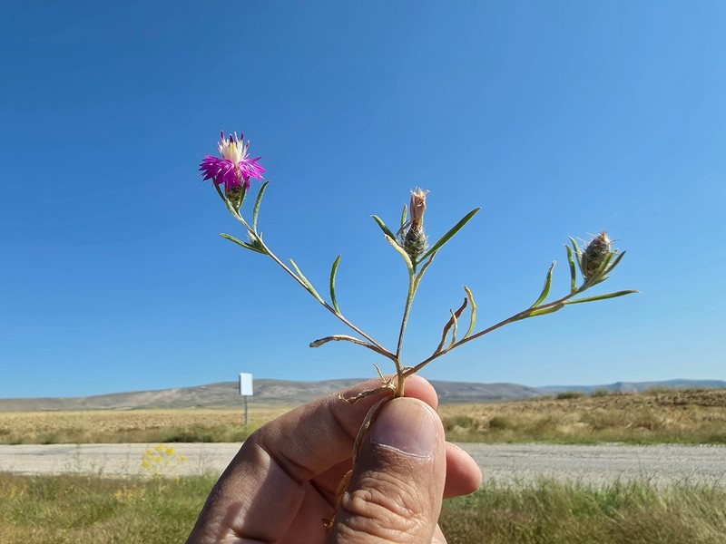 Centaurea patula photo 5
