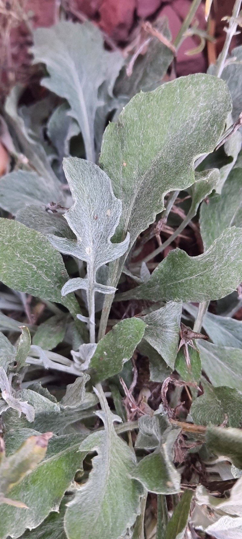 Centaurea paui