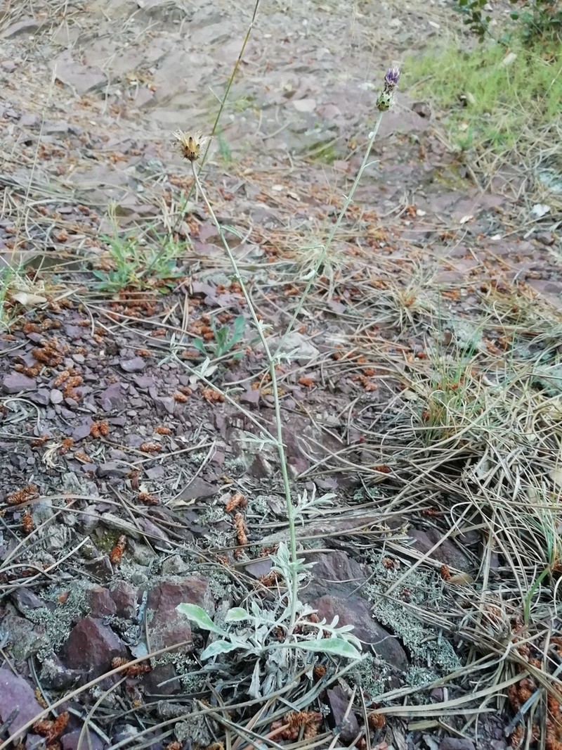 Centaurea paui photo 2
