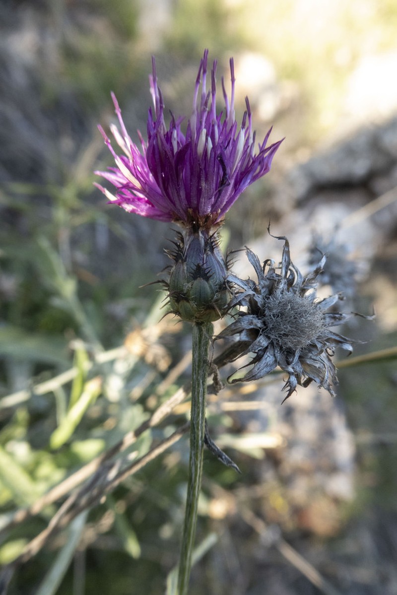 Centaurea paui photo 3