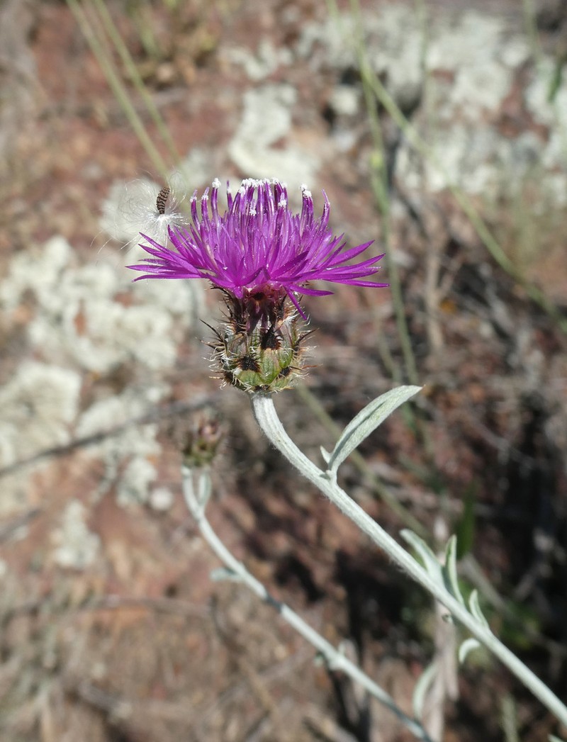 Centaurea paui photo 4