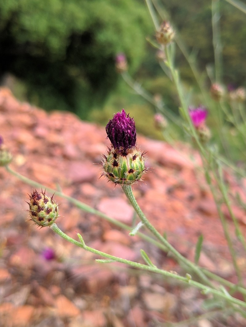 Centaurea paui photo 6