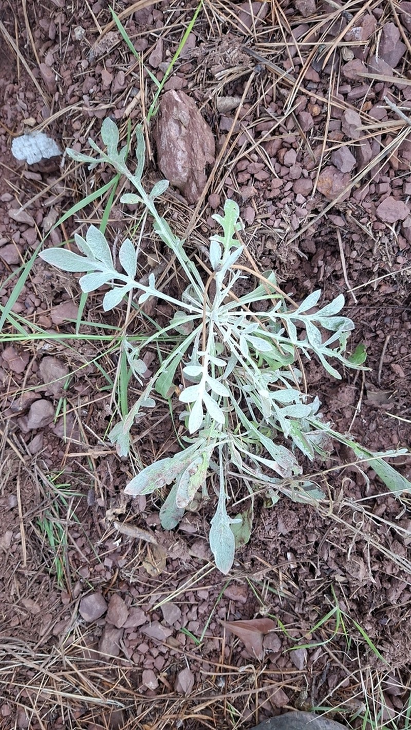 Centaurea paui photo 7