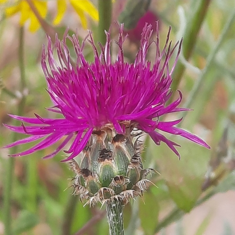 Centaurea paui photo 8