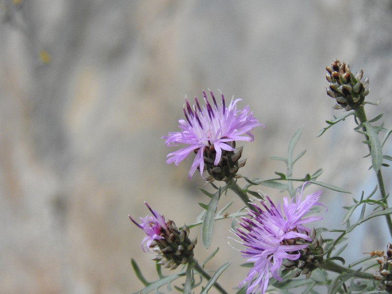 Centaurea pawlowskii photo 2