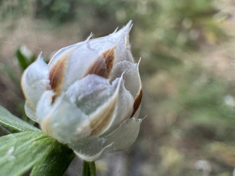 Centaurea paxorum photo 2