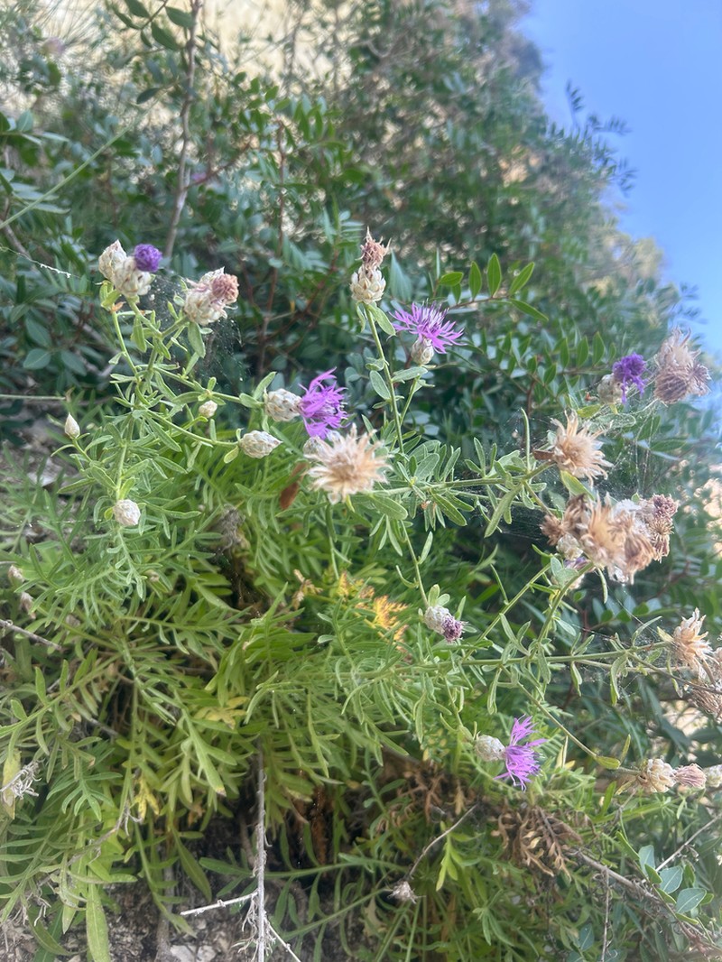 Centaurea paxorum photo 3