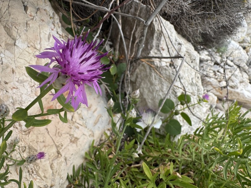 Centaurea paxorum photo 4