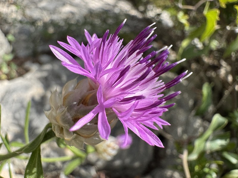 Centaurea paxorum photo 5